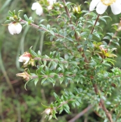 Bauera rubioides at Wellington Park, TAS - 4 Jul 2023 01:28 PM