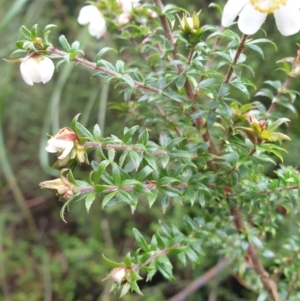 Bauera rubioides at Wellington Park, TAS - 4 Jul 2023 01:28 PM