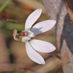 Caladenia fuscata (Dusky Fingers) at O'Connor, ACT - 5 Sep 2023 by ConBoekel