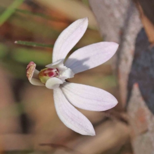 Caladenia fuscata at O'Connor, ACT - 5 Sep 2023