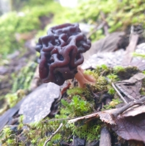 Gyromitra sp. at Wellington Park, TAS - 31 Aug 2023