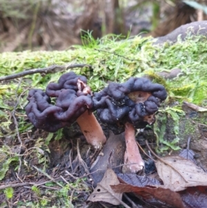 Gyromitra sp. at Wellington Park, TAS - 31 Aug 2023 11:13 AM