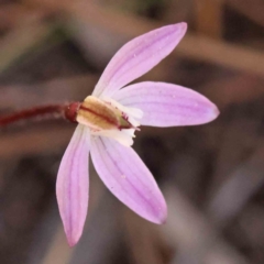 Caladenia fuscata (Dusky Fingers) at O'Connor, ACT - 5 Sep 2023 by ConBoekel