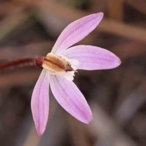 Caladenia fuscata at O'Connor, ACT - 5 Sep 2023