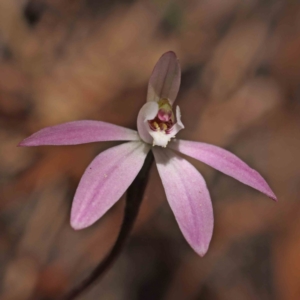 Caladenia fuscata at O'Connor, ACT - 5 Sep 2023