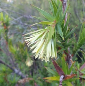 Richea milliganii at Southwest, TAS - 3 Sep 2023