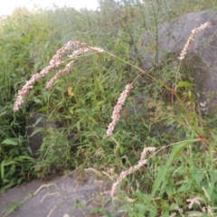 Persicaria lapathifolia (Pale Knotweed) at Point Hut to Tharwa - 26 Mar 2023 by michaelb