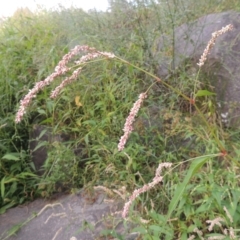 Persicaria lapathifolia (Pale Knotweed) at Tuggeranong, ACT - 26 Mar 2023 by michaelb