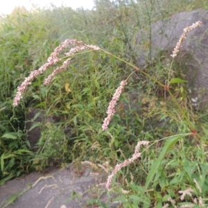 Persicaria lapathifolia at Tuggeranong, ACT - 26 Mar 2023