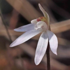 Caladenia fuscata (Dusky Fingers) at Caladenia Forest, O'Connor - 5 Sep 2023 by ConBoekel