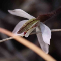 Caladenia fuscata at O'Connor, ACT - 5 Sep 2023