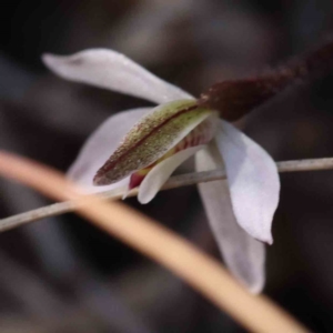 Caladenia fuscata at O'Connor, ACT - 5 Sep 2023