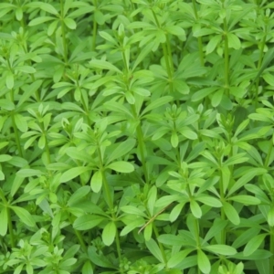 Galium aparine at Tuggeranong, ACT - 26 Mar 2023