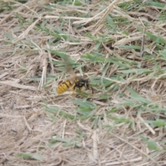 Vespula germanica (European Wasp, German Yellowjacket Wasp) at Tuggeranong, ACT - 26 Mar 2023 by MichaelBedingfield
