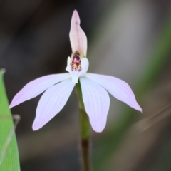 Caladenia fuscata (Dusky Fingers) at Jack Perry Reserve - 6 Sep 2023 by KylieWaldon