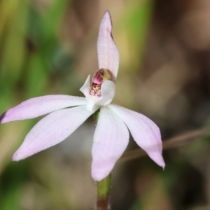 Caladenia fuscata at Wodonga, VIC - suppressed