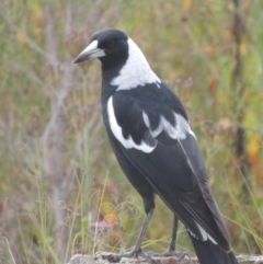 Gymnorhina tibicen (Australian Magpie) at Tuggeranong, ACT - 26 Mar 2023 by MichaelBedingfield