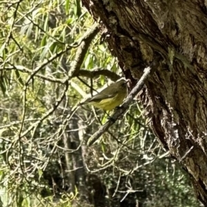 Acanthiza nana at Kangaroo Valley, NSW - suppressed