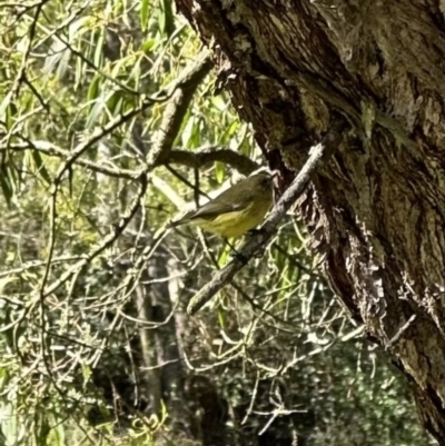 Acanthiza nana (Yellow Thornbill) at Kangaroo Valley, NSW - 5 Sep 2023 by lbradley