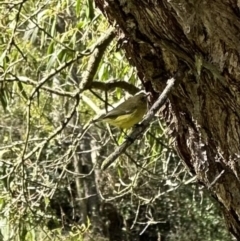 Acanthiza nana (Yellow Thornbill) at Kangaroo Valley, NSW - 5 Sep 2023 by lbradleyKV