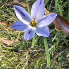 Ipheion uniflorum (Spring Star-flower) at Kangaroo Valley, NSW - 6 Sep 2023 by lbradleyKV