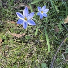 Ipheion uniflorum at Kangaroo Valley, NSW - suppressed