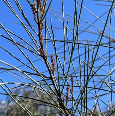 Allocasuarina littoralis (Black She-oak) at Burra, NSW - 6 Sep 2023 by Safarigirl