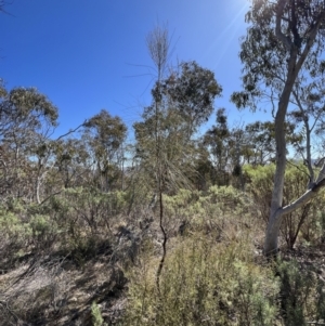 Allocasuarina littoralis at Burra, NSW - 6 Sep 2023