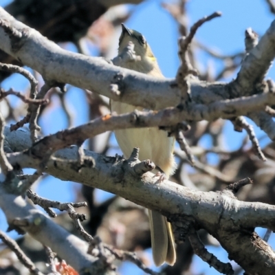 Ptilotula fusca (Fuscous Honeyeater) at Wodonga - 3 Sep 2023 by KylieWaldon