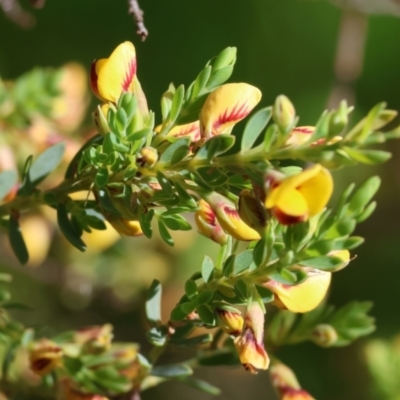Pultenaea sp. at Jack Perry Reserve - 6 Sep 2023 by KylieWaldon