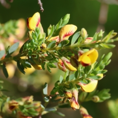 Pultenaea sp. at Wodonga, VIC - 6 Sep 2023 by KylieWaldon