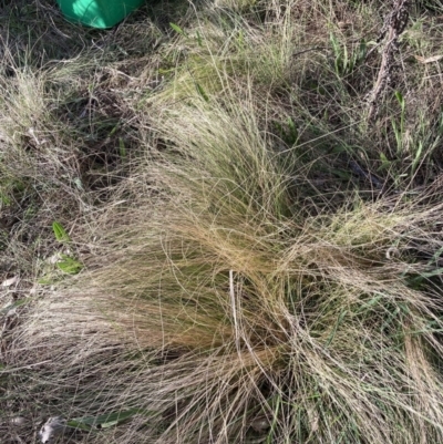 Nassella trichotoma (Serrated Tussock) at Hackett, ACT - 6 Sep 2023 by waltraud