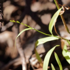 Ehrharta erecta (Panic Veldtgrass) at O'Connor, ACT - 5 Sep 2023 by ConBoekel