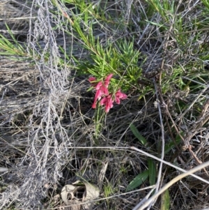 Grevillea rosmarinifolia subsp. rosmarinifolia at Hackett, ACT - 5 Sep 2023 04:20 PM