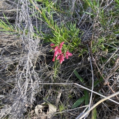 Grevillea rosmarinifolia subsp. rosmarinifolia (Rosemary Grevillea) at Mount Majura - 5 Sep 2023 by waltraud