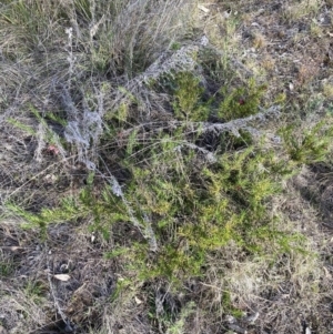 Grevillea rosmarinifolia subsp. rosmarinifolia at Hackett, ACT - 5 Sep 2023 04:20 PM