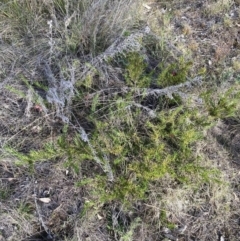 Grevillea rosmarinifolia subsp. rosmarinifolia at Hackett, ACT - 5 Sep 2023