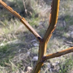 Acacia decurrens (Green Wattle) at Mount Majura - 5 Sep 2023 by waltraud