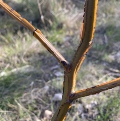 Acacia decurrens (Green Wattle) at Hackett, ACT - 5 Sep 2023 by waltraud