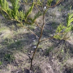 Acacia decurrens at Hackett, ACT - 5 Sep 2023 04:20 PM