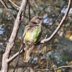 Chrysococcyx lucidus (Shining Bronze-Cuckoo) at Caladenia Forest, O'Connor - 5 Sep 2023 by ConBoekel