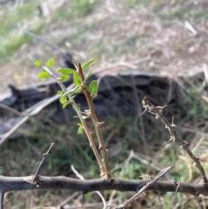 Lycium ferocissimum at Hackett, ACT - 5 Sep 2023