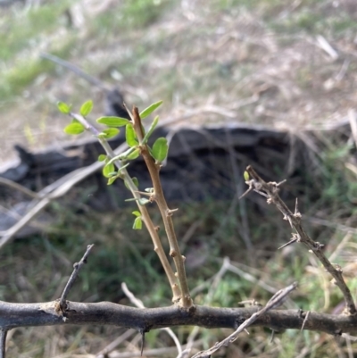 Lycium ferocissimum (African Boxthorn) at Hackett, ACT - 5 Sep 2023 by waltraud