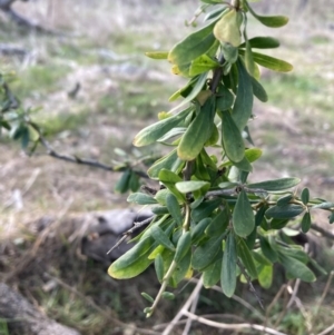 Lycium ferocissimum at Hackett, ACT - 5 Sep 2023