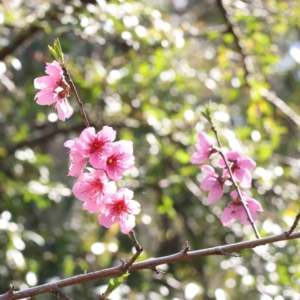 Prunus sp. at O'Connor, ACT - 5 Sep 2023