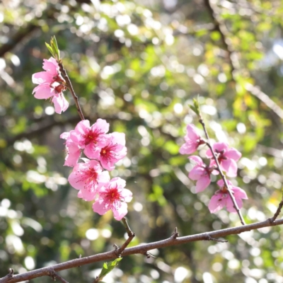 Prunus sp. (A Plum) at O'Connor, ACT - 5 Sep 2023 by ConBoekel