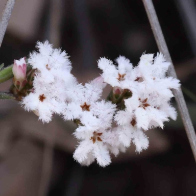 Leucopogon virgatus (Common Beard-heath) at Caladenia Forest, O'Connor - 5 Sep 2023 by ConBoekel