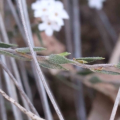 Leucopogon virgatus at Acton, ACT - 5 Sep 2023 12:29 PM