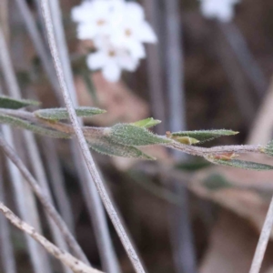 Leucopogon virgatus at Acton, ACT - 5 Sep 2023 12:29 PM