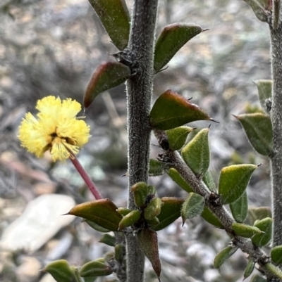 Acacia gunnii (Ploughshare Wattle) at QPRC LGA - 30 Aug 2023 by Safarigirl